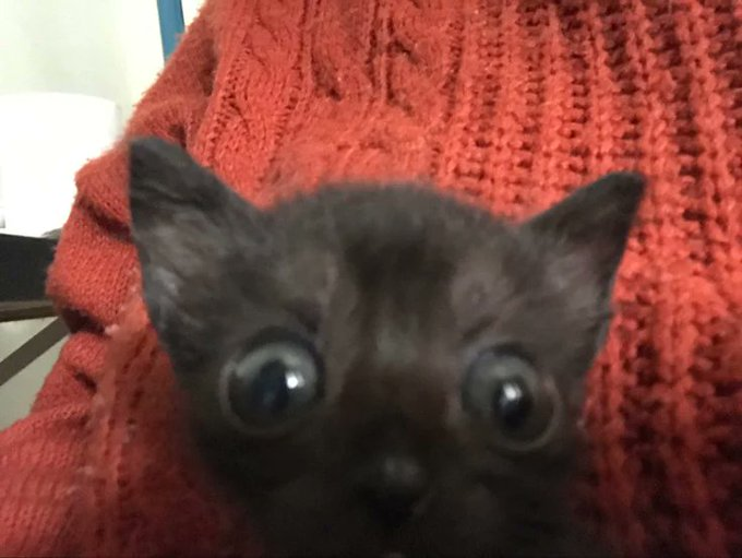oiivampire's tweet photo. https://t.co/yP8fJyIgiH