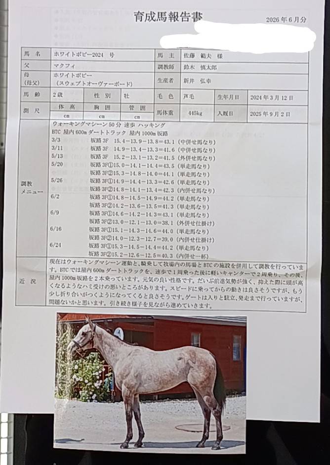 HayatenoRacing's tweet photo. 皆さん、こんにちは☺
直近のフクノスケとギンジロウ２歳のレポートをお届けします。ギンジロウ２歳は近々、函館か札幌に、鈴木慎太郎厩舎に入厩できる事になりました。おそらく、札幌開催の何処かで新馬戦を迎える事になりそうです https://t.co/DEvEJpOw4g
