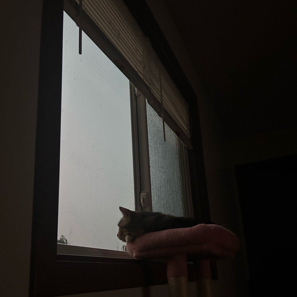 Pippin_and_Gigi's tweet photo. She likes the storm 🥹 (volume up to hear how loud) https://t.co/biKl8kx9Dp