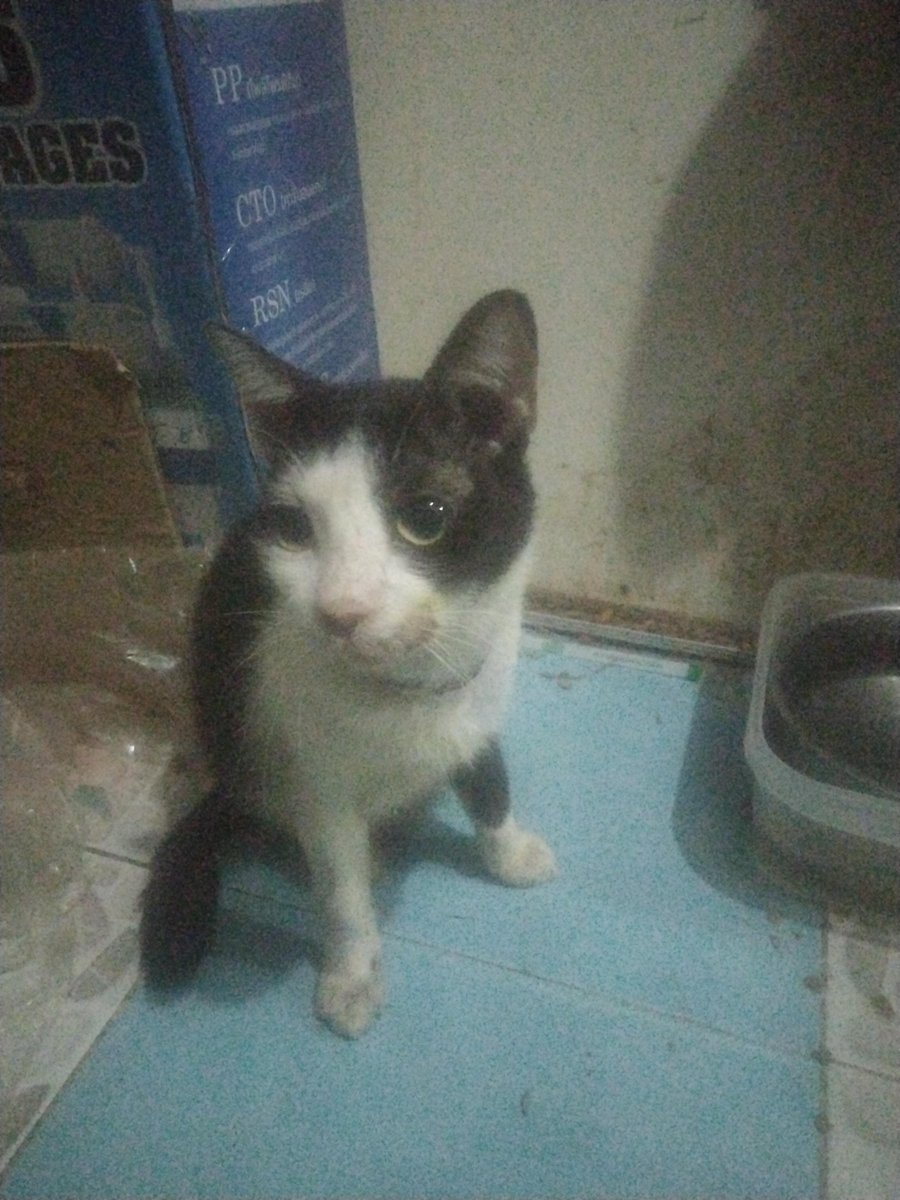 kungcatdog's tweet photo. ขอรับบริจาคอาหารเปียกกับทรายแมวให้วัวและยาขับฉี่ ทุกวัน วัวก็ฉี่ไม่ออก ต้องบีบฉี่ให้ กินอาหารไม่ทันเด็กๆ  ตอนนี้มี2ขาหน้า ทุกวันจะออกไปนั้งมองที่ประตูมองเพื่อนเล่นกันแต่วัวยังไปไม่ได้
แผลอีกข้างยังไม่สนิท
#ข่าวด่วน
#สายการบินไทย #พระธุดงค์ #แชร์ต่อบอกบุญ https://t.co/jEGDMDaEYs