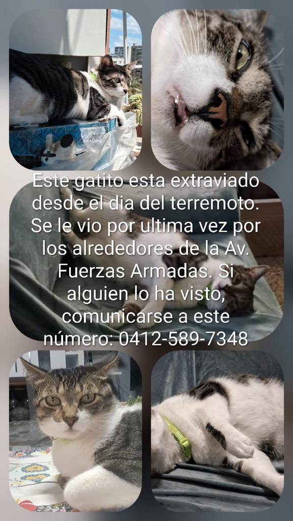 yaracalcagno's tweet photo. Atención Av. Fuerzas Armadas. Se busca. https://t.co/0IgHqF8QGt