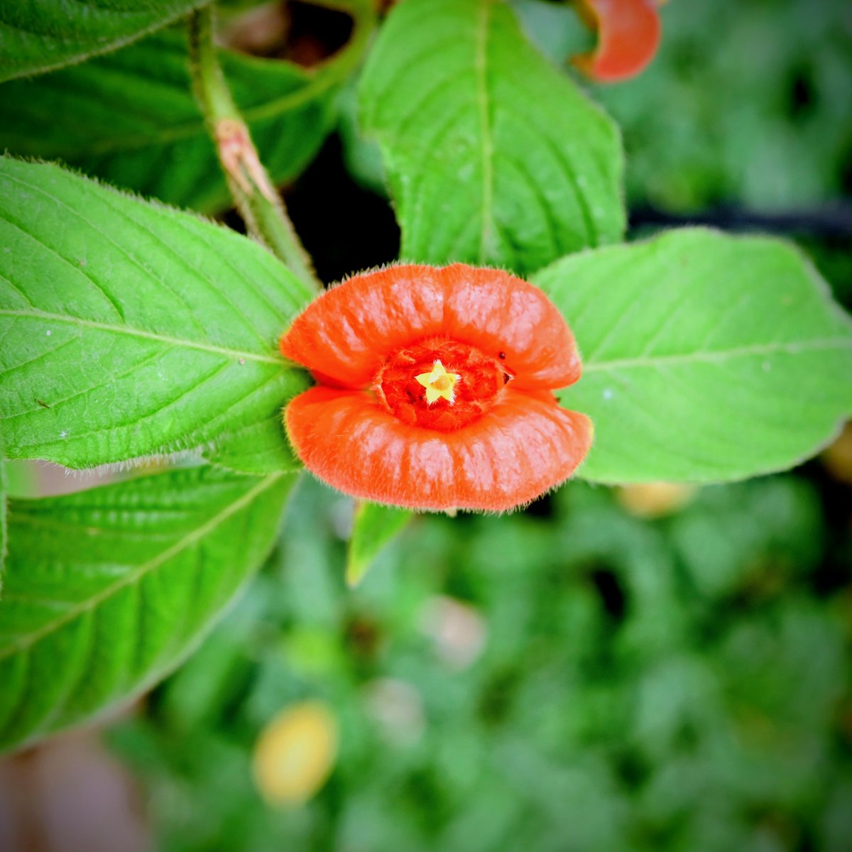 cameraoyaji250's tweet photo. Hot Lips -誘惑する唇-
京都府立植物園の入園券の写真の花…温室観覧入ってすぐありました。
見た目、ネーミングセンスともにインパクト強すぎです。
#京都府立植物園
#京都
#kyoto
#HotLips https://t.co/GiaZcxYHHg