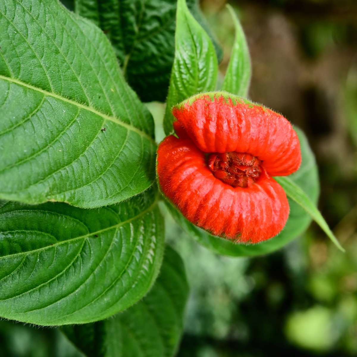 cameraoyaji250's tweet photo. Hot Lips -誘惑する唇-
京都府立植物園の入園券の写真の花…温室観覧入ってすぐありました。
見た目、ネーミングセンスともにインパクト強すぎです。
#京都府立植物園
#京都
#kyoto
#HotLips https://t.co/GiaZcxYHHg