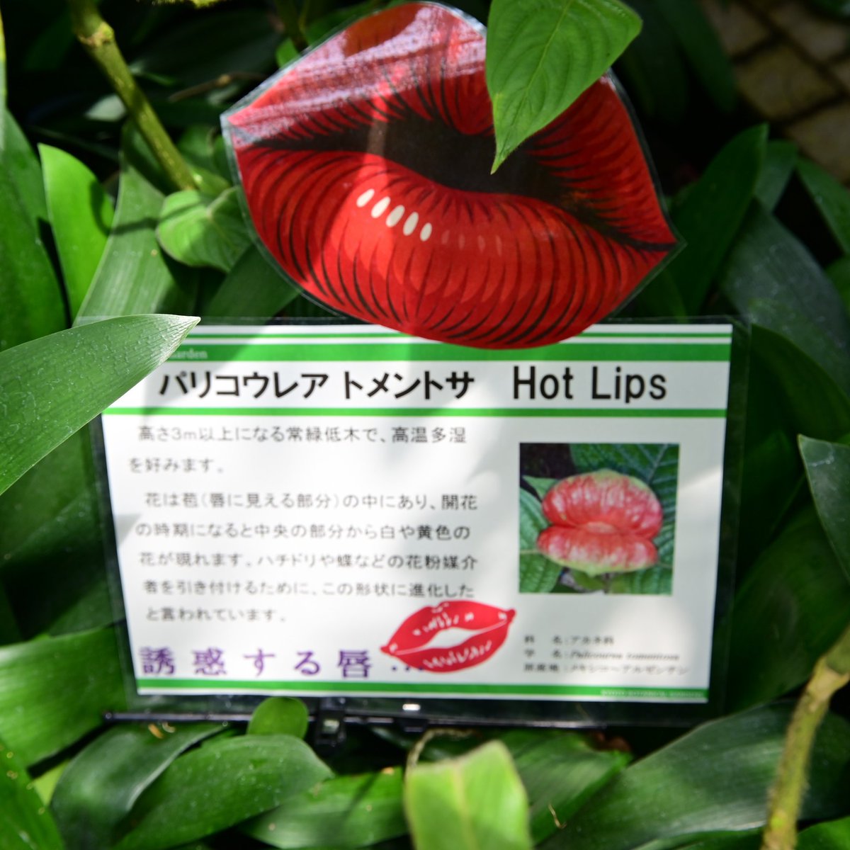 cameraoyaji250's tweet photo. Hot Lips -誘惑する唇-
京都府立植物園の入園券の写真の花…温室観覧入ってすぐありました。
見た目、ネーミングセンスともにインパクト強すぎです。
#京都府立植物園
#京都
#kyoto
#HotLips https://t.co/GiaZcxYHHg