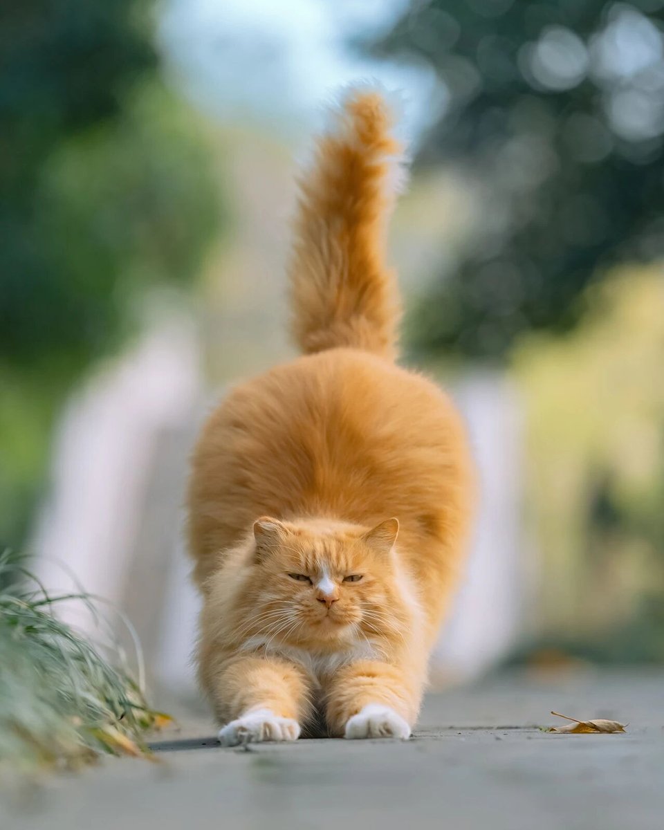 ChinaGenZ's tweet photo. Found you! Meowww~~~~
#StreetSnap #Cat #Kitty https://t.co/QjHR35dPoL