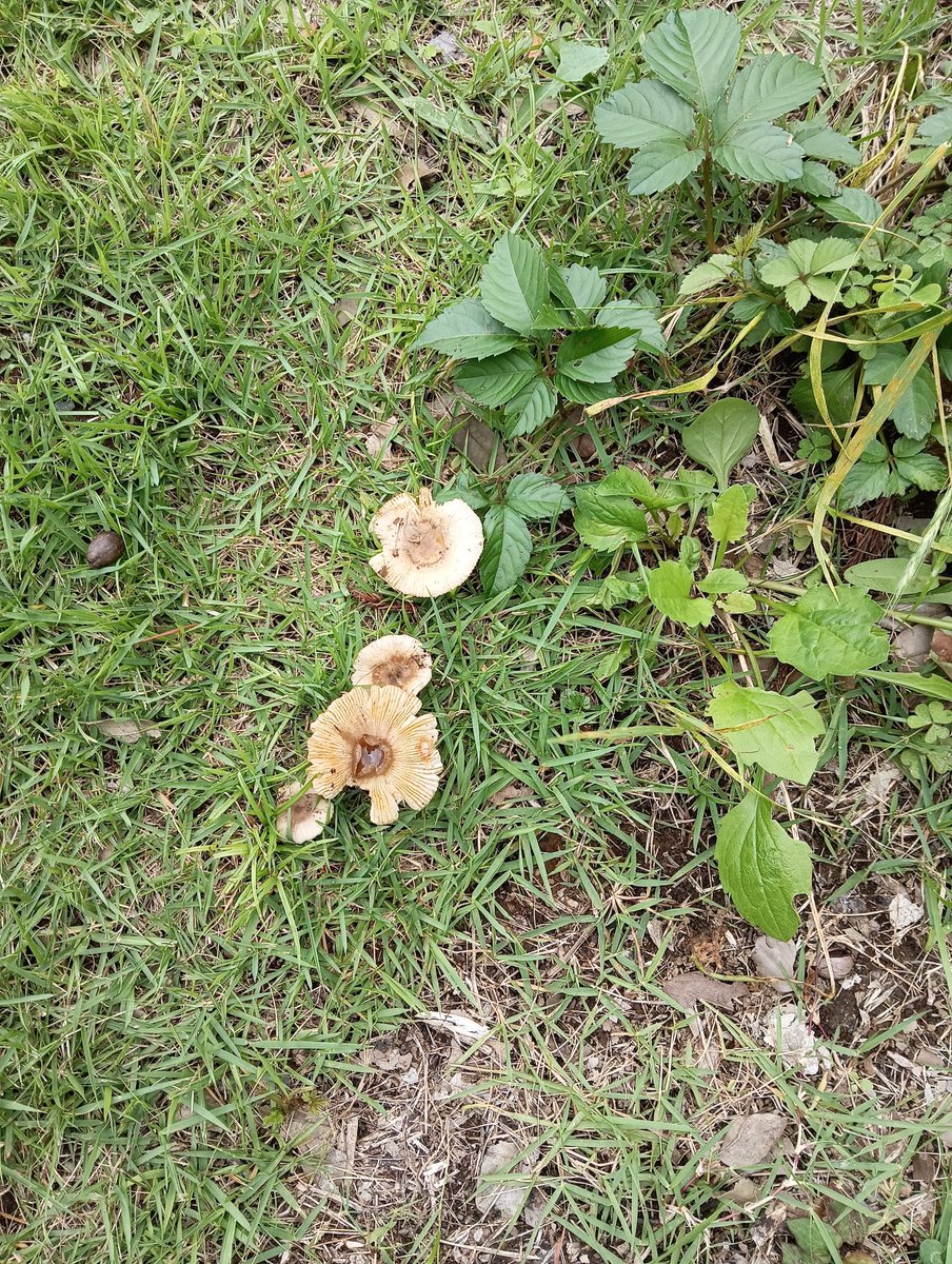 focus_vrc's tweet photo. 公園3日の間でキノコ増えすぎ😘🍄🍄‍🟫 https://t.co/IfpO8XuiDc