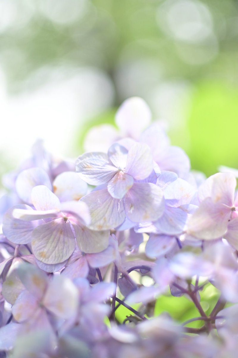 3isaki7's tweet photo. ほんの数分で蚊に刺された中指！！！

撮影は、我慢してなんぼですが蚊の多さに帰ってきた！

なんやかんややる事は、これから終わらせます。

遊びながら撮るカメラタイムしてきました。遊び大事派。
大体、単焦点で遊びます。楽しいです。 https://t.co/QOCslUF22m