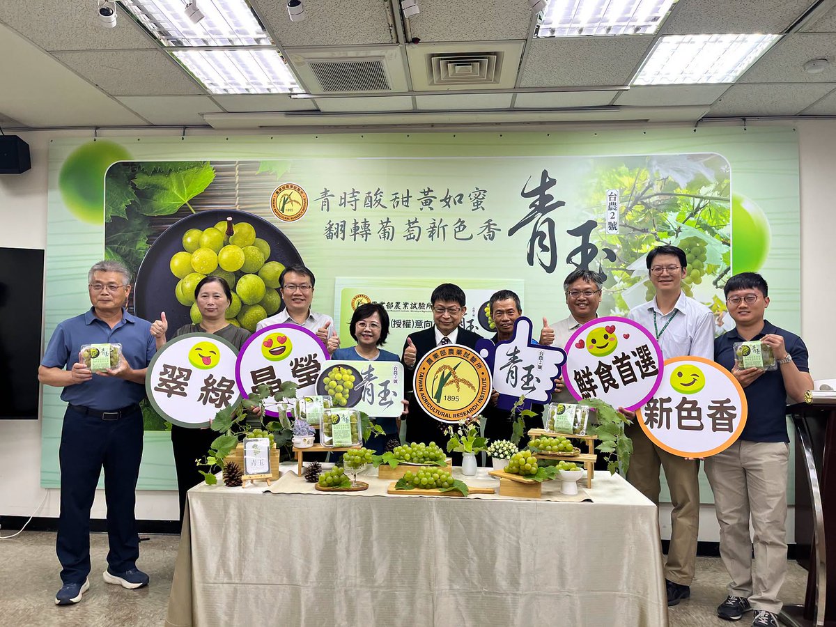 HARVEST68646224's tweet photo. 「青玉」葡萄有哈密瓜香 果大、甜酸比佳

國內栽培葡萄以「巨峰」品種占95%為最大宗，但巨峰葡萄在全球暖化趨勢下，遇到高溫容易轉色不良，農業部農業試驗所投入葡萄育種，「台農2號─青玉」，果皮呈晶瑩黃綠色，色澤穩定，果粒碩大，果粒重與產量大約比巨峰葡萄高3成
https://t.co/VjOhn4j99E https://t.co/572ObdE7c1