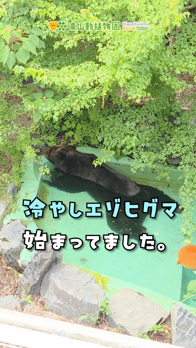 higashiyamapark's tweet photo. 【Instagram更新しました】
プールで涼んでいるピポロⅡを見かけました。
泳ぐというより浸かるという感じですが、涼し気でいい感じです。
暑くなってきて毛も抜けかわってきているようです。すっきりするといいね。

日本に生息する陸生哺乳類の中では最大の種、エゾヒグマ。
近くで見るとより大きさを感じられますよ。暑さ対策をしっかりして見にきてくださいね🐻。

#エゾヒグマ #夏 #涼しい #プール #冷やしエゾヒグマ #大きいクマ
https://t.co/BtcRMTQ0tH
