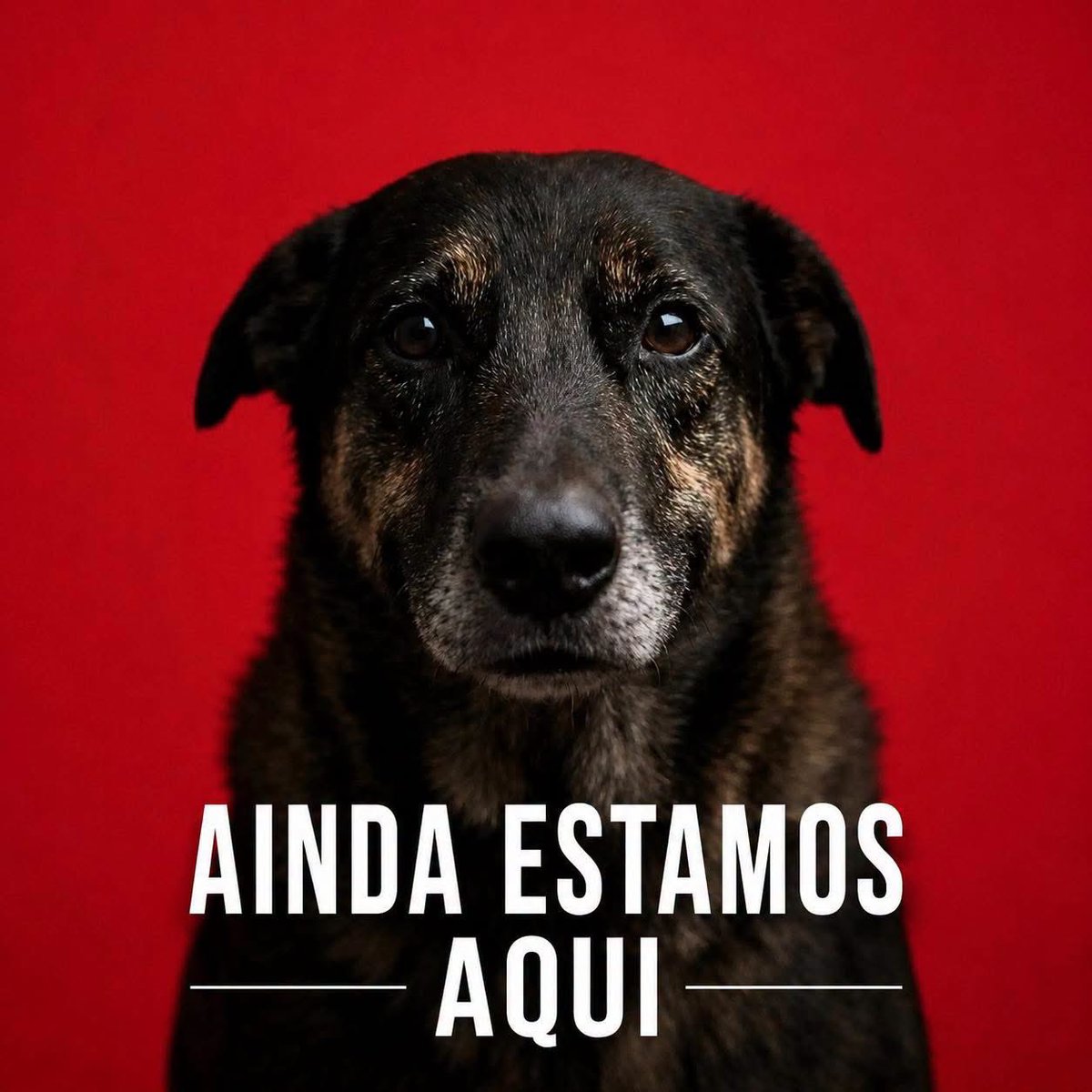 ReinoAniimal's tweet photo. #justicapororelha 
#justiçapororelha https://t.co/UQ9goE30I4