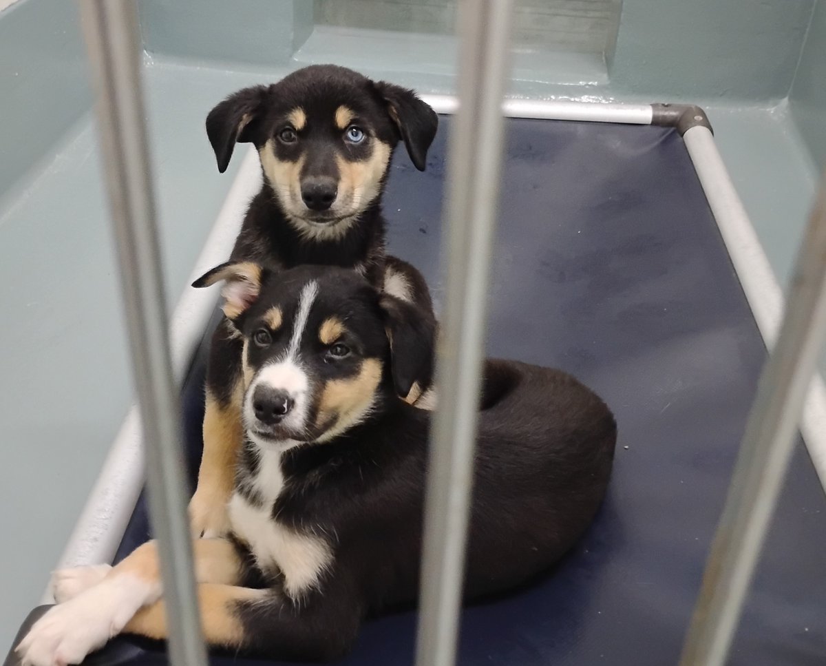 TVARtweets's tweet photo. FOSTER HOMES URGENTLY NEEDED FOR DOGS &amp; PUPPIES!
Pictured are some of the puppies available for fostering.  They are currently 10-weeks-old and weigh approximately 10 pounds.

If you live in the Dublin, CA area, fill out a Fostering Application Form here: https://t.co/4wiG0GKA2P https://t.co/fmeg74pfSr