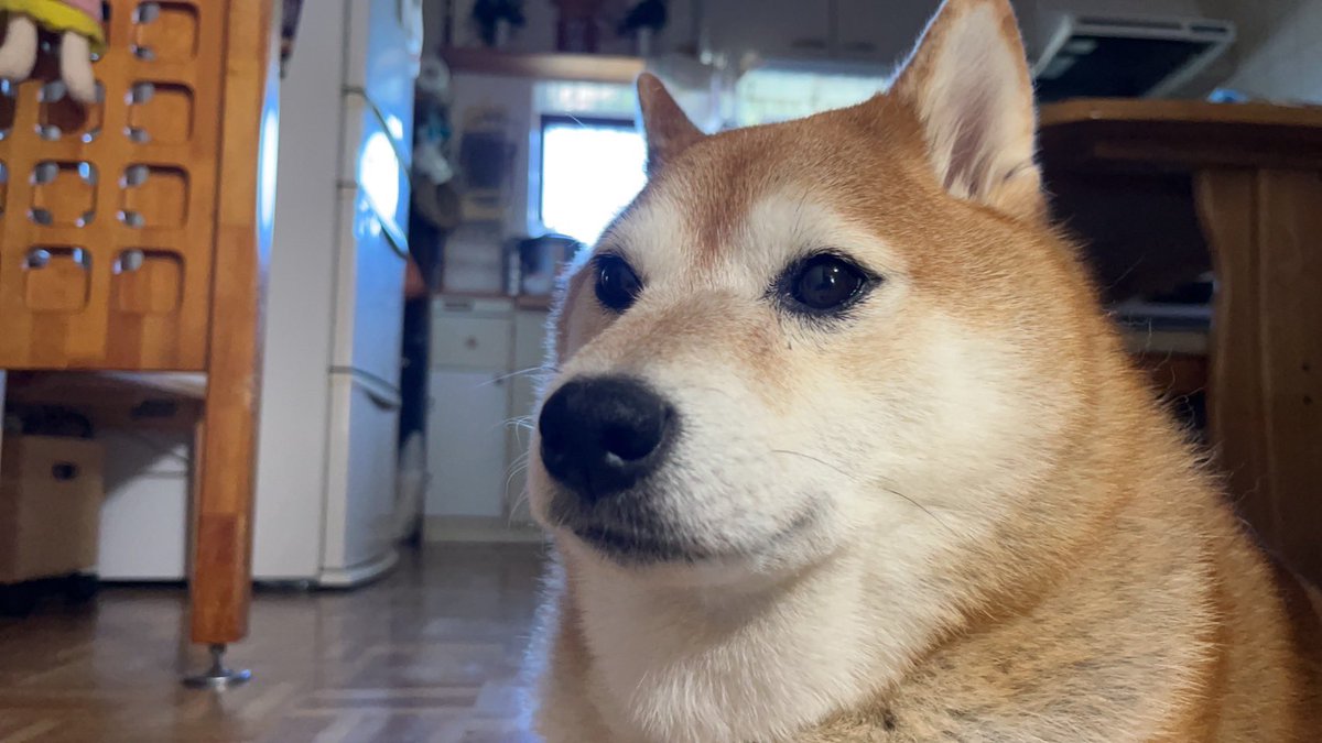 mantikotiko's tweet photo. #柴犬 #デブ https://t.co/zJ5OuEntcN