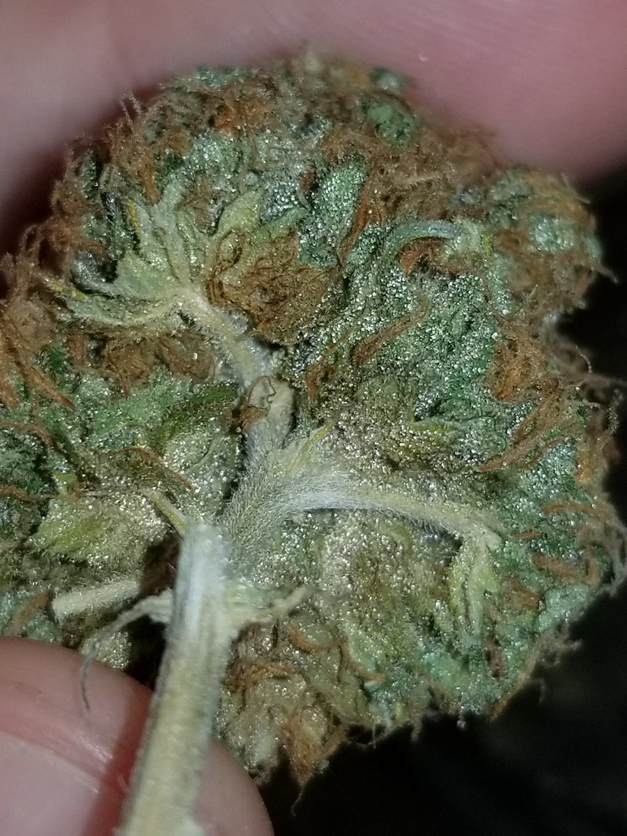 PauLLFiNeSSe's tweet photo. Giving me a Headband vibe ..Sweet Funky Gasoline 🍦⛽
*Hollyweed Tk #6 @ByrdHouseOrgnx  Burnin good    Euphoric kush It is. https://t.co/jQBZ7gIJZX