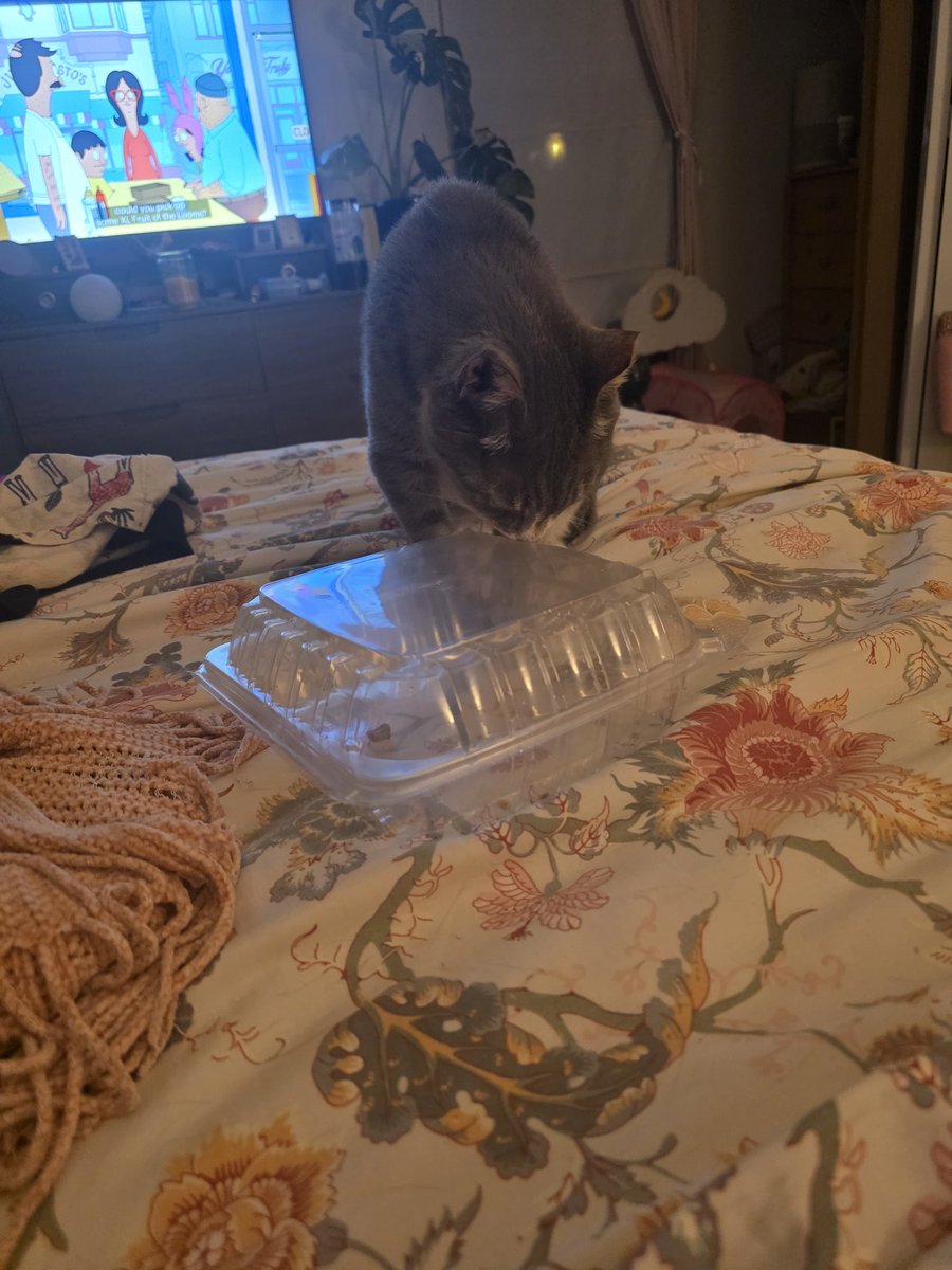 dannixphantom's tweet photo. Gave Sunny an empty takeout container with two single morsels of freeze dried duck inside. She's absolutely obsessed 😂 https://t.co/bgHYwQClqK