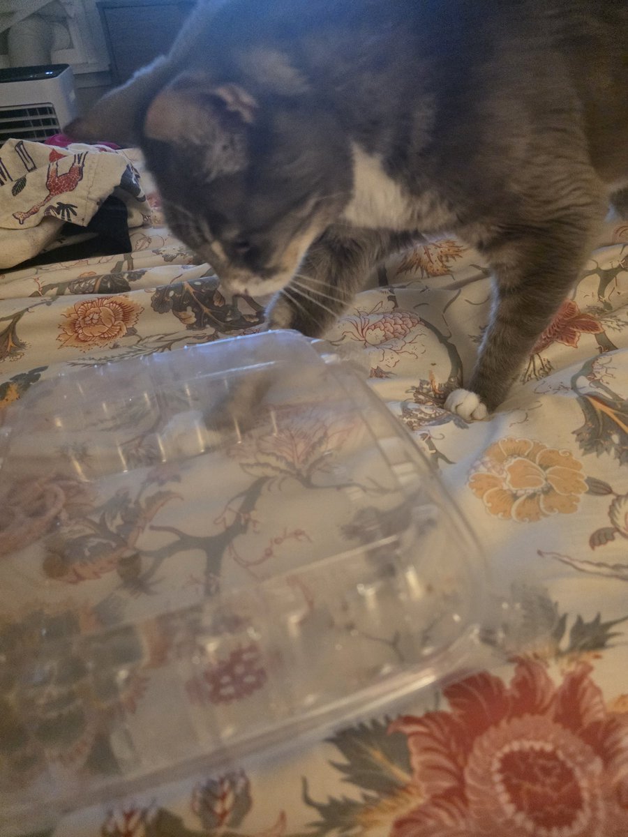 dannixphantom's tweet photo. Gave Sunny an empty takeout container with two single morsels of freeze dried duck inside. She's absolutely obsessed 😂 https://t.co/bgHYwQClqK