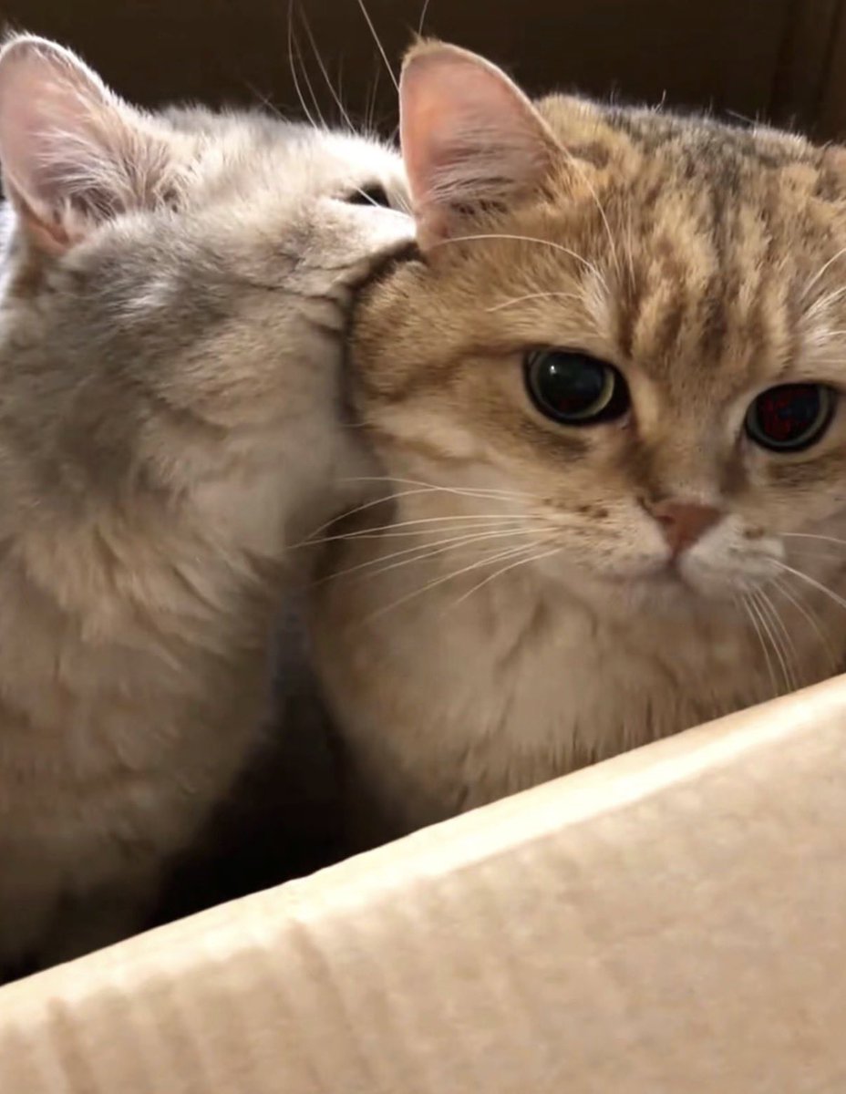 twaniimals's tweet photo. https://t.co/pFadXKd6tY