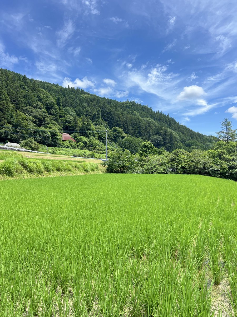 morris_chai's tweet photo. 今日は田んぼの草刈りしてます🌱
そしてこの後山に行って、もう一回田んぼに来る予定です⛰️🌱
そんな事より‼️

明日は愛媛県の吉田町で今年一発目のお祭りにお邪魔させていただきます！(お仕事です)
是非遊びに来てくださいー！！！
↓
https://t.co/dqPdmgU0NC https://t.co/FdJtIf35lp
