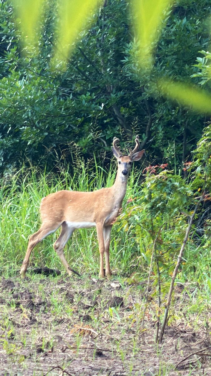 gb_native's tweet photo. Didn’t shoot anything just watched the land, had an Early sit in my tree stand today. Beautiful little young buck still got fuzz on him #deerhunting #nativeamerican #native https://t.co/xjYqjVDyOU
