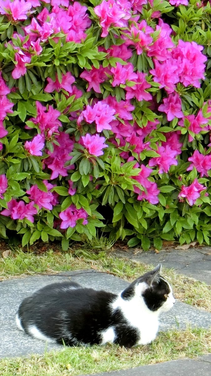noka35520398's tweet photo. TLを花（と猫）でいっぱいにしよう   
#TLを花でいっぱいにしよう 🌹
＊Let’s fill the timeline with #flowers https://t.co/7ksMyEsERT