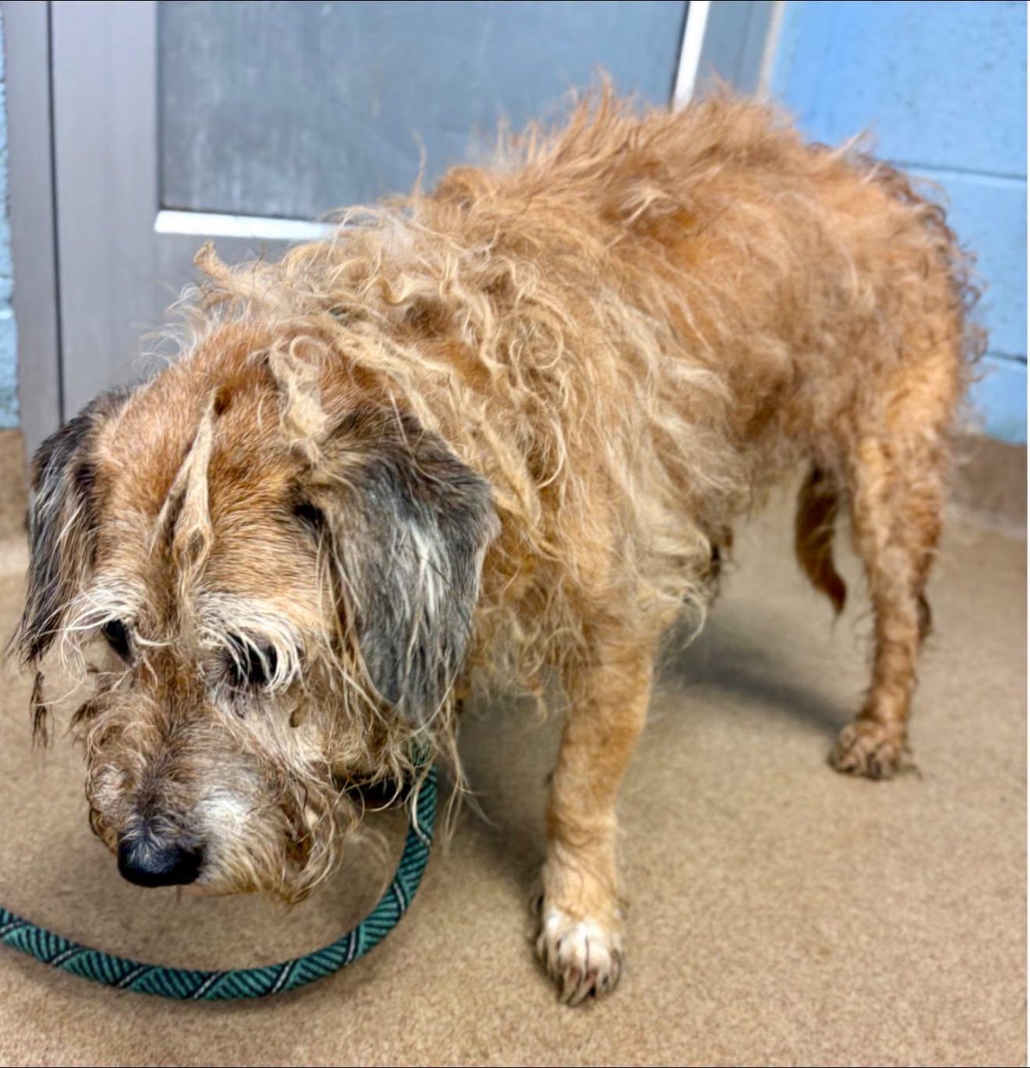 fionaismybitch's tweet photo. URGENT IN DEKALB COUNTY, GA💔💔💔💔💔💔💔💔💔💔🙏🙏
18 years old. 22 pounds.

Suffy lost her home over housing issues.
She came into the shelter matted so badly the hair was hanging over her eyes. Her nails were so overgrown they were affecting the way she walks. She’s underweight, losing muscle, scared, confused, and trying to process why her whole life disappeared overnight.
The shelter notes described her as quiet and skittish. Honestly she just looks tired. Tired in the way only really old dogs do when they don’t understand what’s happening around them anymore. 💔
What got me is that despite all of it, she still ate all her food overnight. She’s still trying.
Suffy came in with other dogs and needs a foster, rescue, or adopter ASAP. Dogs this old decline fast in a shelter environment. She deserves to spend whatever time she has left somewhere soft, safe, and loved.

Please help this little old lady.
She is not on the adoption floor due to space, so please share to get her seen.
DeKalb County Animal Services
3280 Chamblee Dunwoody Rd, Chamblee, GA 30341
mailto:adoption@dekalbanimalservices.com
tel: (404)294.2996