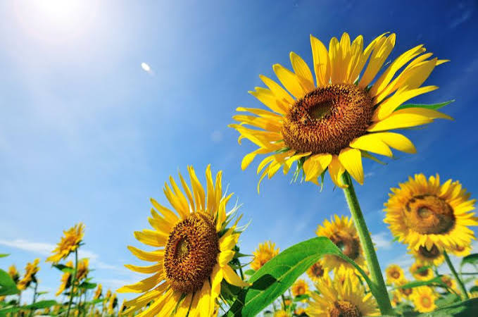 kmmshci's tweet photo. 好きな花🌻 https://t.co/3JlkTUahGz