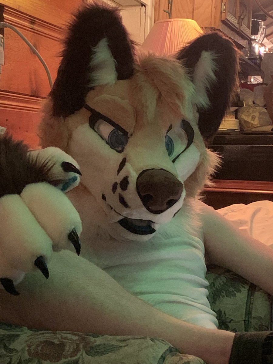 Acefoxmantrum's tweet photo. First two images is me wearing the head the second two is my buddy trying it on, I’m excited to go to anthrocon on Saturday #fursuit #Fursuitfriday #furry 

🧵by: @Frozencalico https://t.co/7iZlRZN4dD
