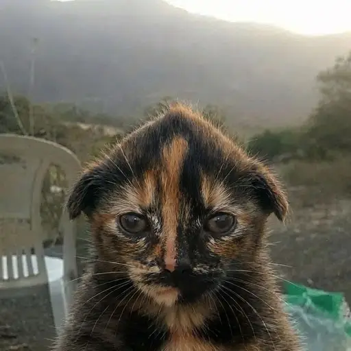 AndyDeveloper4's tweet photo. Jotchua's official owner's cat is named Tingy.

Perfect photo like Jotchua! God Narra + sending him fees.

https://t.co/js4ZgWh1uk https://t.co/YTyWEJmtlz