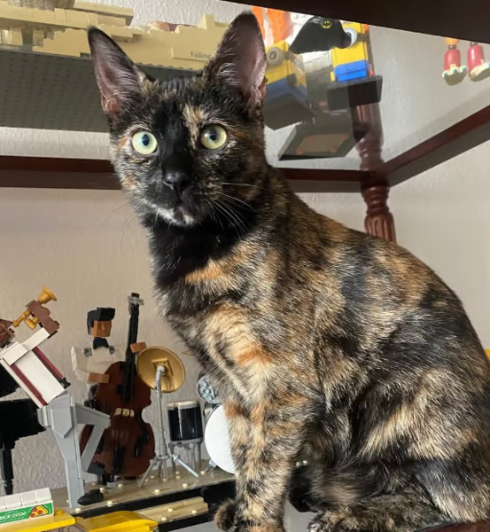 AndyDeveloper4's tweet photo. Jotchua's official owner's cat is named Tingy.

Perfect photo like Jotchua! God Narra + sending him fees.

https://t.co/js4ZgWh1uk https://t.co/YTyWEJmtlz