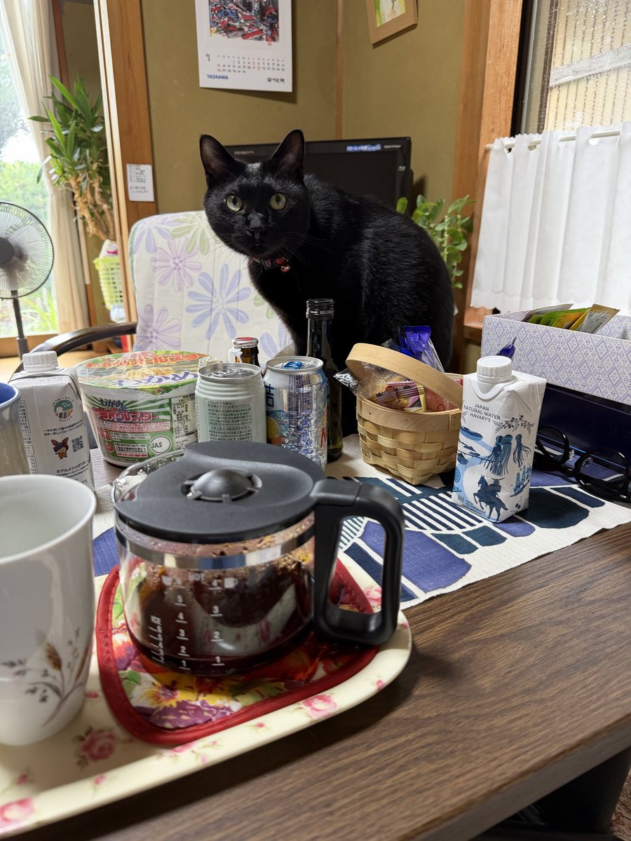 lisa_higuchi's tweet photo. Don’t let that innocent face fool you. Kantaro is a fierce hunter at heart. #Iwadeyama #Miyagi #Japan #cats #cathunter #blackcat #sleek #travelphotography #travel https://t.co/u2rchHoS4x