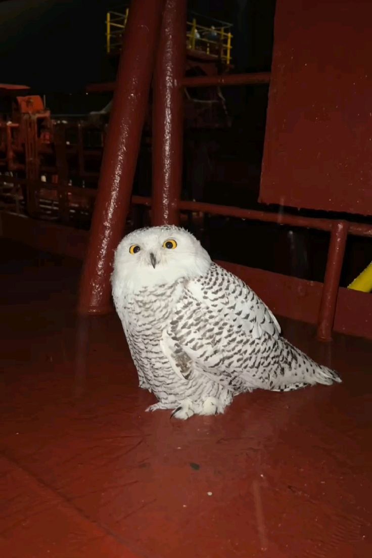 3Owl3Howl3's tweet photo. https://t.co/40u5GHV6g9