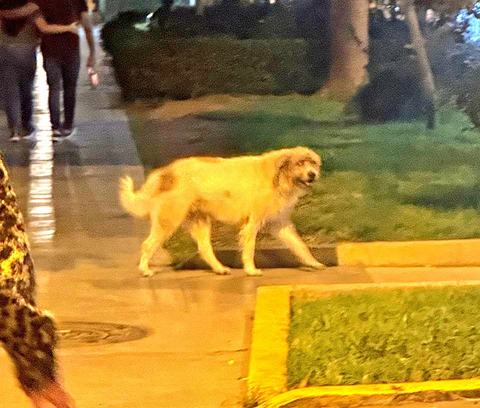 danegamez's tweet photo. Me avisan que acaban de ver a este perro en Jesús María, altura del Minsa.
Parece estar perdido.

Por favor, ayudemos a que su familia lo vea.

En el siguiente tuit coloco la ubicación exacta 

#Lima https://t.co/Kb84iJzlsO