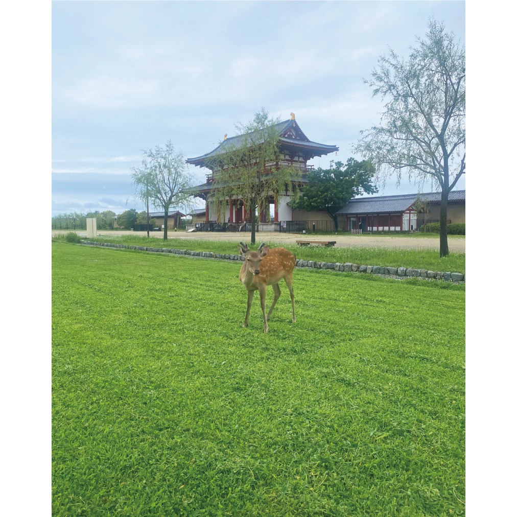 yrEk3XOYCiMyJAc's tweet photo. 平城宮跡歴史公園を優雅に闊歩する鹿が現れました。
暑い日が続いたこともあって、平城宮跡歴史公園の側溝で水浴びをしていたところに遭遇。
その後、平城宮跡歴史公園を見学しているかのように悠々と散歩していました。 https://t.co/RIiGNbbblr