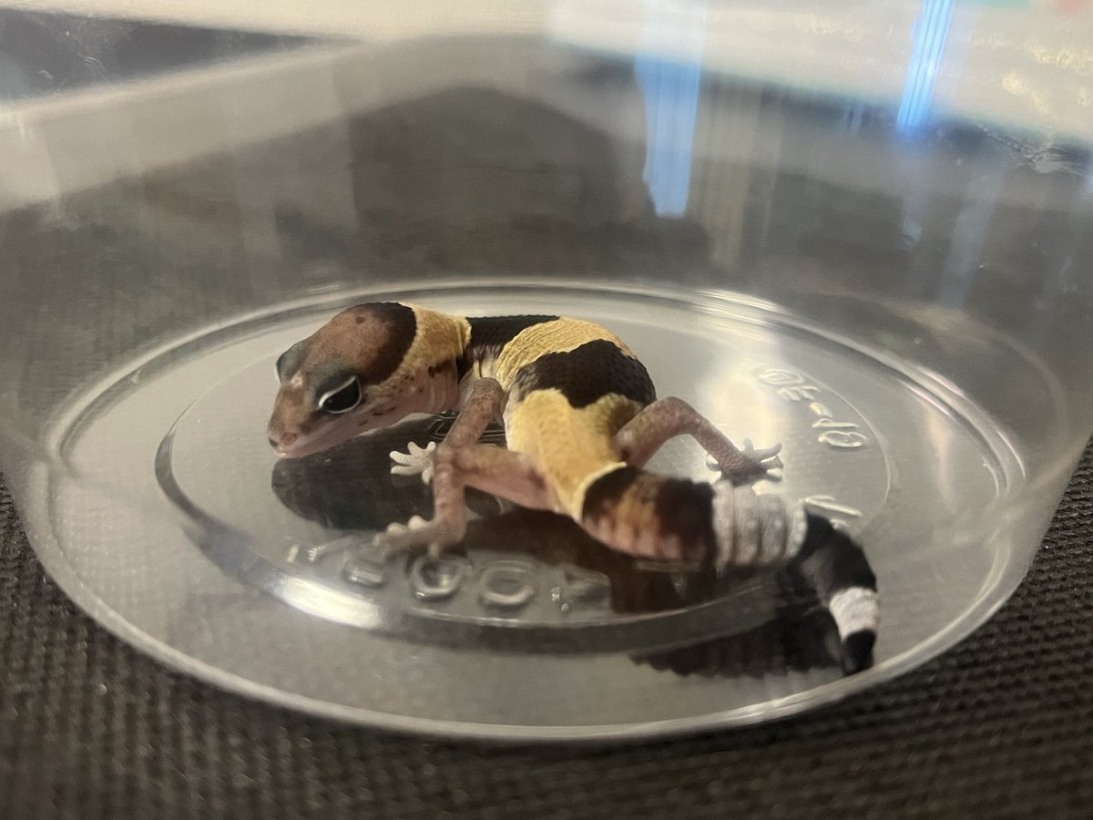 StarsGecko's tweet photo. ベビー👶
この子はノーマルのベビー。
ポーズがかっこいいね。ZF26-5
#ニシアフ　#ニシアフリカトカゲモドキ
#ノーマル　#ニシアフベビー https://t.co/0WbxK2pmXS