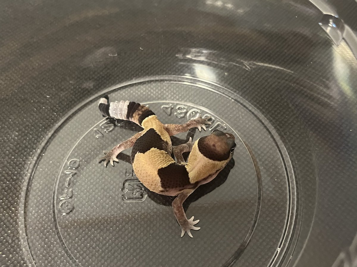 StarsGecko's tweet photo. ベビー👶
この子はノーマルのベビー。
ポーズがかっこいいね。ZF26-5
#ニシアフ　#ニシアフリカトカゲモドキ
#ノーマル　#ニシアフベビー https://t.co/0WbxK2pmXS