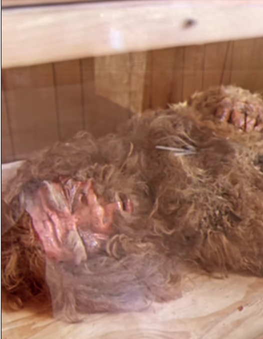 electiontrackin's tweet photo. Snake, the Bigfoot Hunter, claims remains found in Michigan are 58.5% Neanderthal, 41.5% Modern Human. https://t.co/tT36IDUs0s