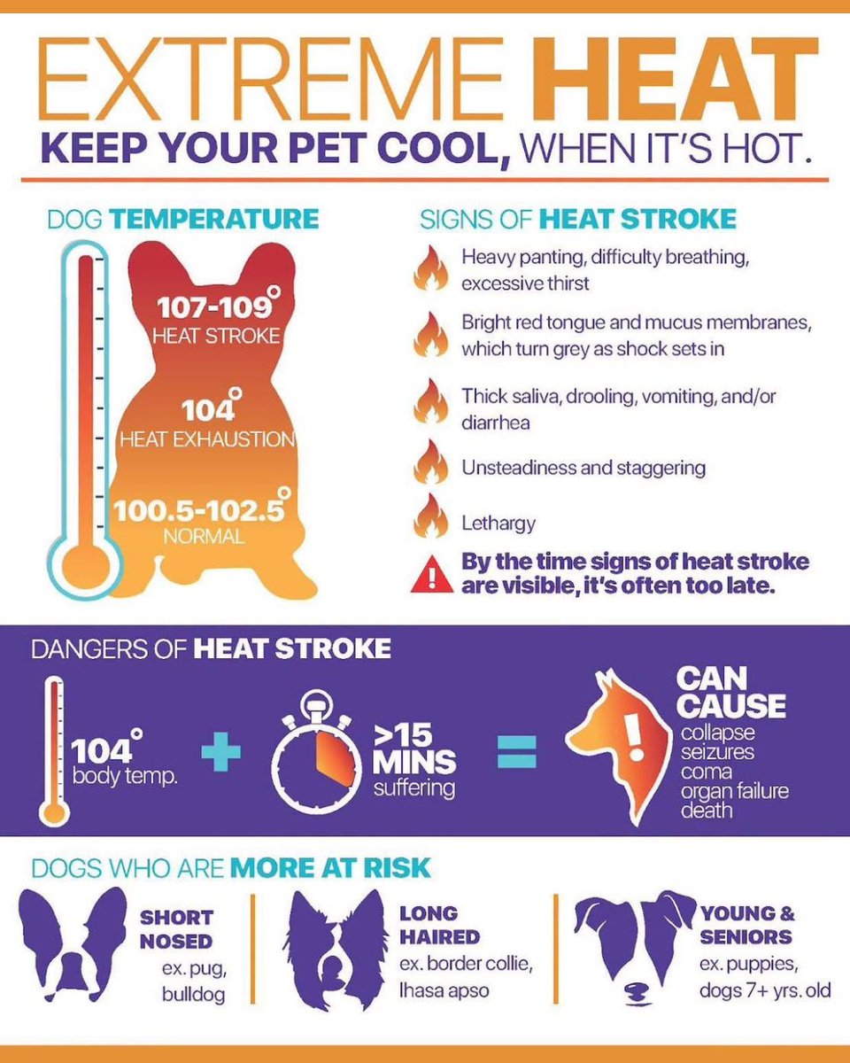 theDSGal's tweet photo. 🥵HEAT WARNING THIS WEEK🔥
Dogs overheat 3 to 5 times faster than humans.🐕🐩

#heatwarning #petsafety #keeppetscool #adoptdontshop #keepalert #keepcool #stayhydrated #virtualassistantlife #digitalstrategygal #workhardbekind #theDSGal https://t.co/cZxYaU6Lcv