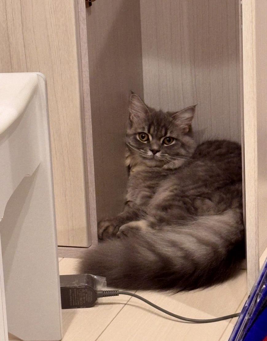 modongz's tweet photo. My little ones absolutely love tiny spaces 🫶
Gonna share some cozy vibes with everyone again today! https://t.co/63lXvCfhuR