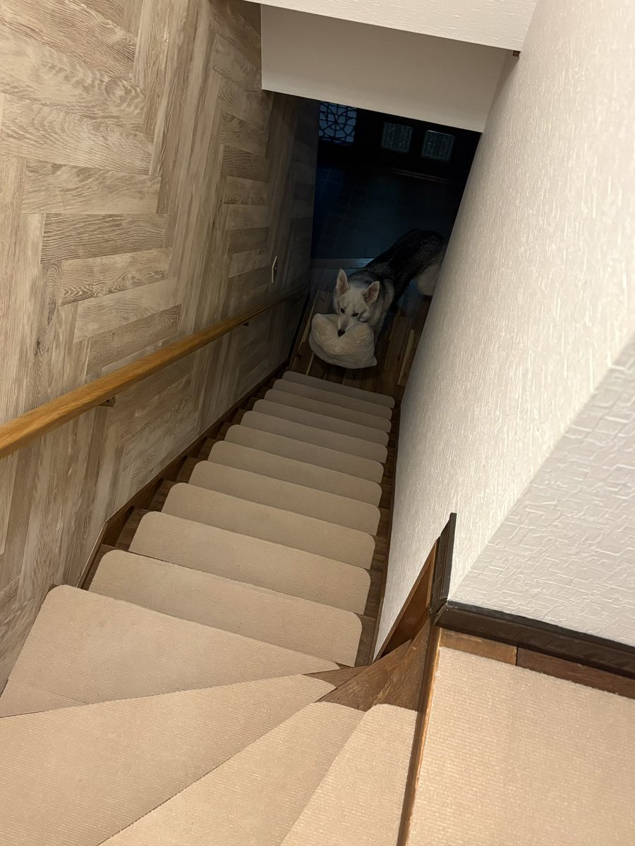 _riya's tweet photo. クッションくわえてると足元見えず階段怖くて上がれなくて「どうにかして！」って恨み顔で鳴いてるシリーズ2026夏 https://t.co/gLD3JnIoDE