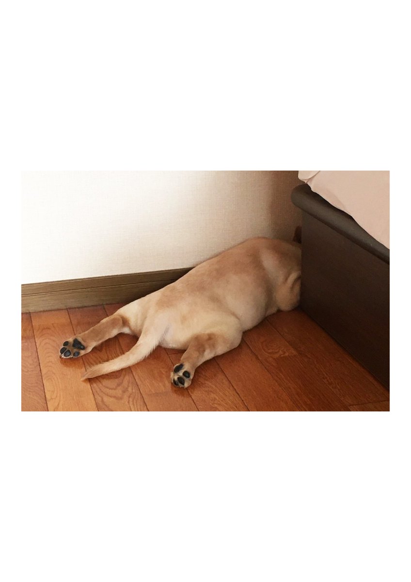 hittsukiken's tweet photo. あたま隠して… https://t.co/UcYBXp2fiy