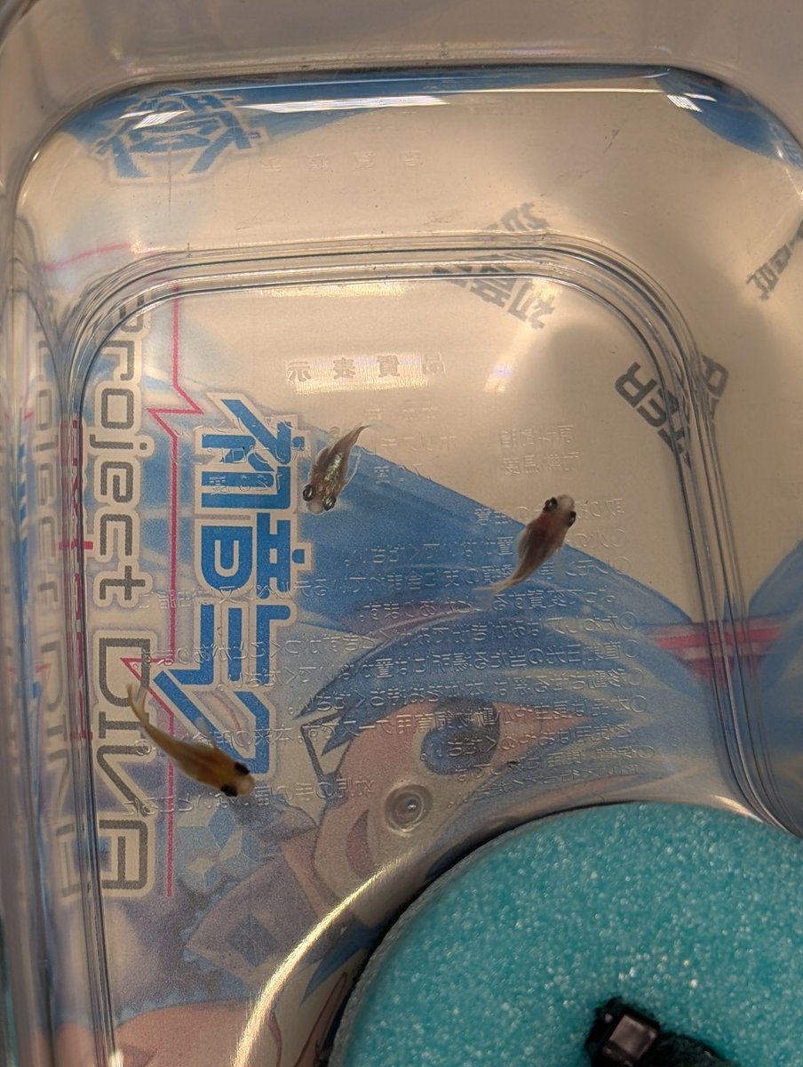 314SINAI_medaka's tweet photo. 目前ポニョ×パンダ´●.̫●`
F2ダルマ2♂1♀ ダルマだから小さいけどペアリングしてみた🎶骨も1♂曲がっとる😂
無精卵か有精卵か？？ https://t.co/d81xs9lAP5