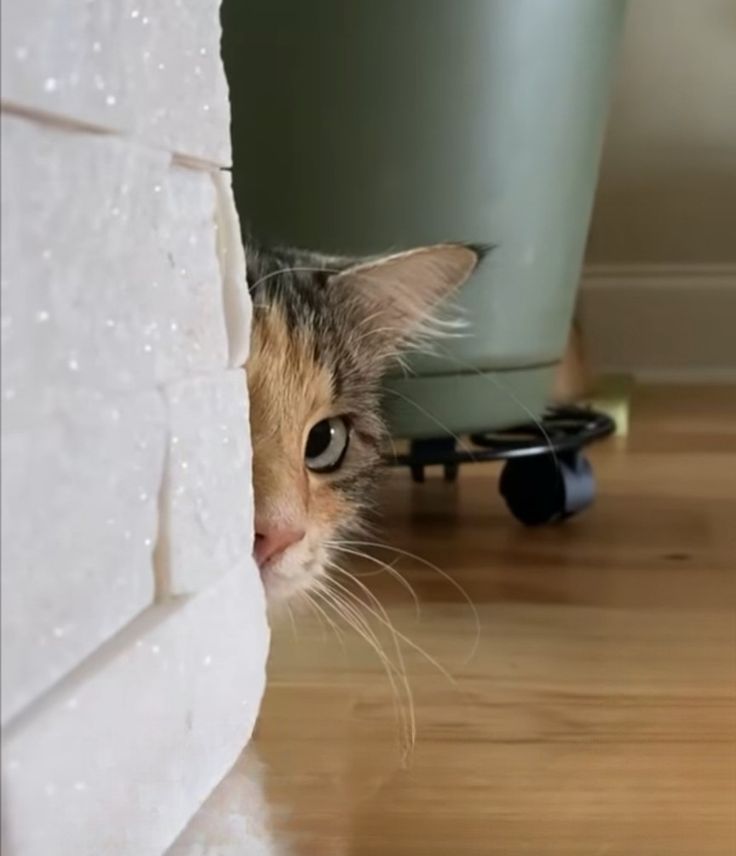 Miaw's tweet photo. Target acquired https://t.co/HllP7wWkGp