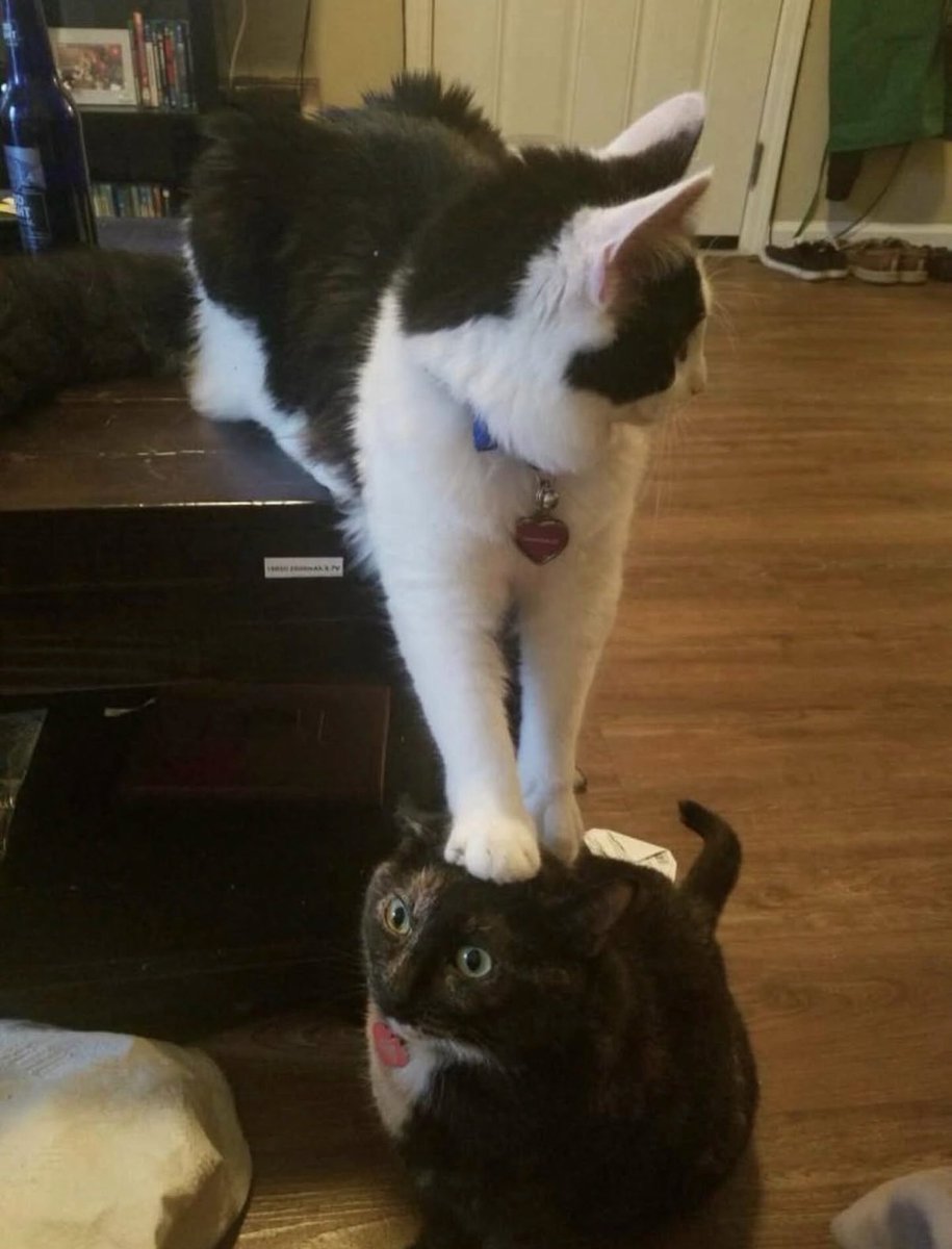 BestOfMeow's tweet photo. https://t.co/xIX51eIFW0