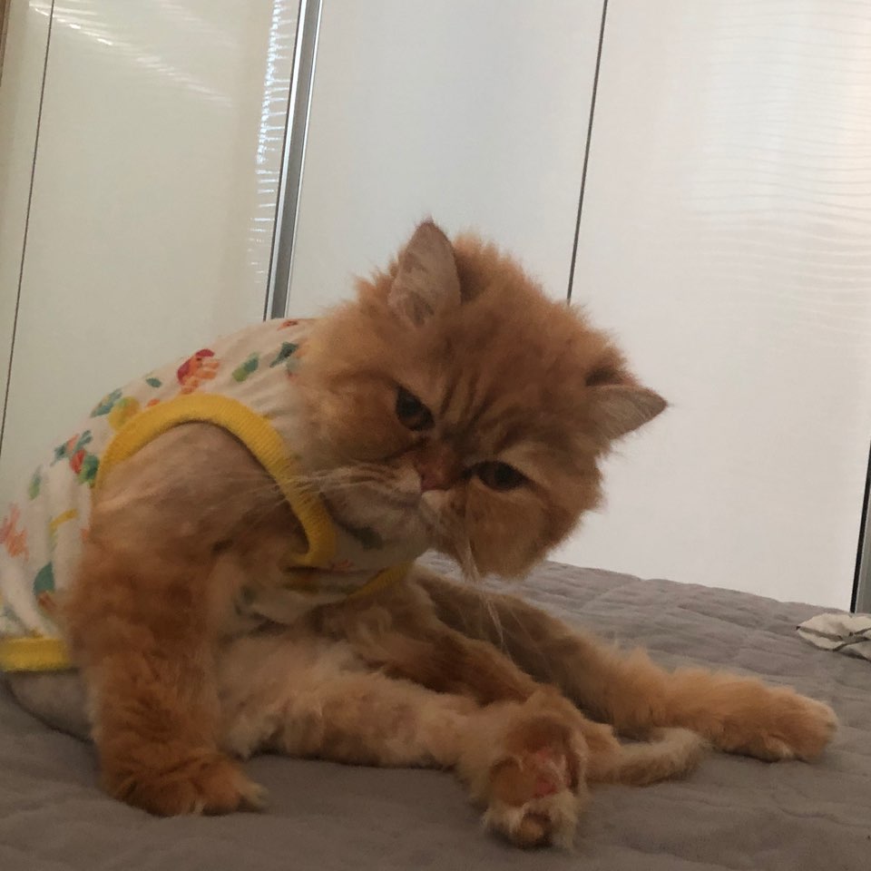 kmsman_'s tweet photo. 우리집 고양이 https://t.co/zbXaxSIBuQ
