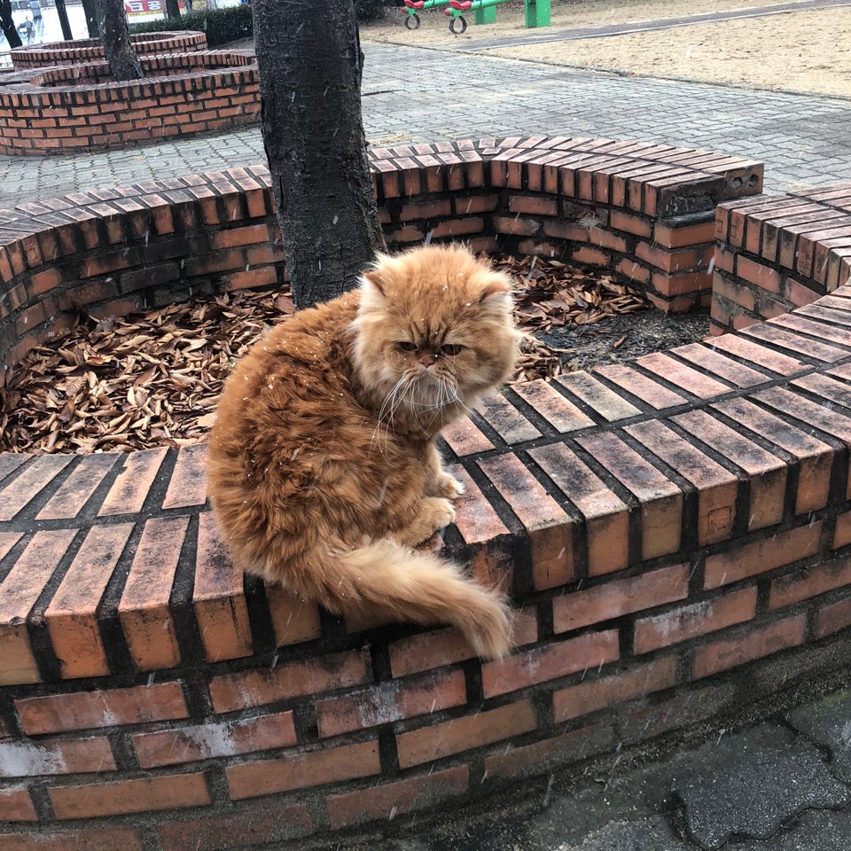 kmsman_'s tweet photo. 우리집 고양이 https://t.co/zbXaxSIBuQ