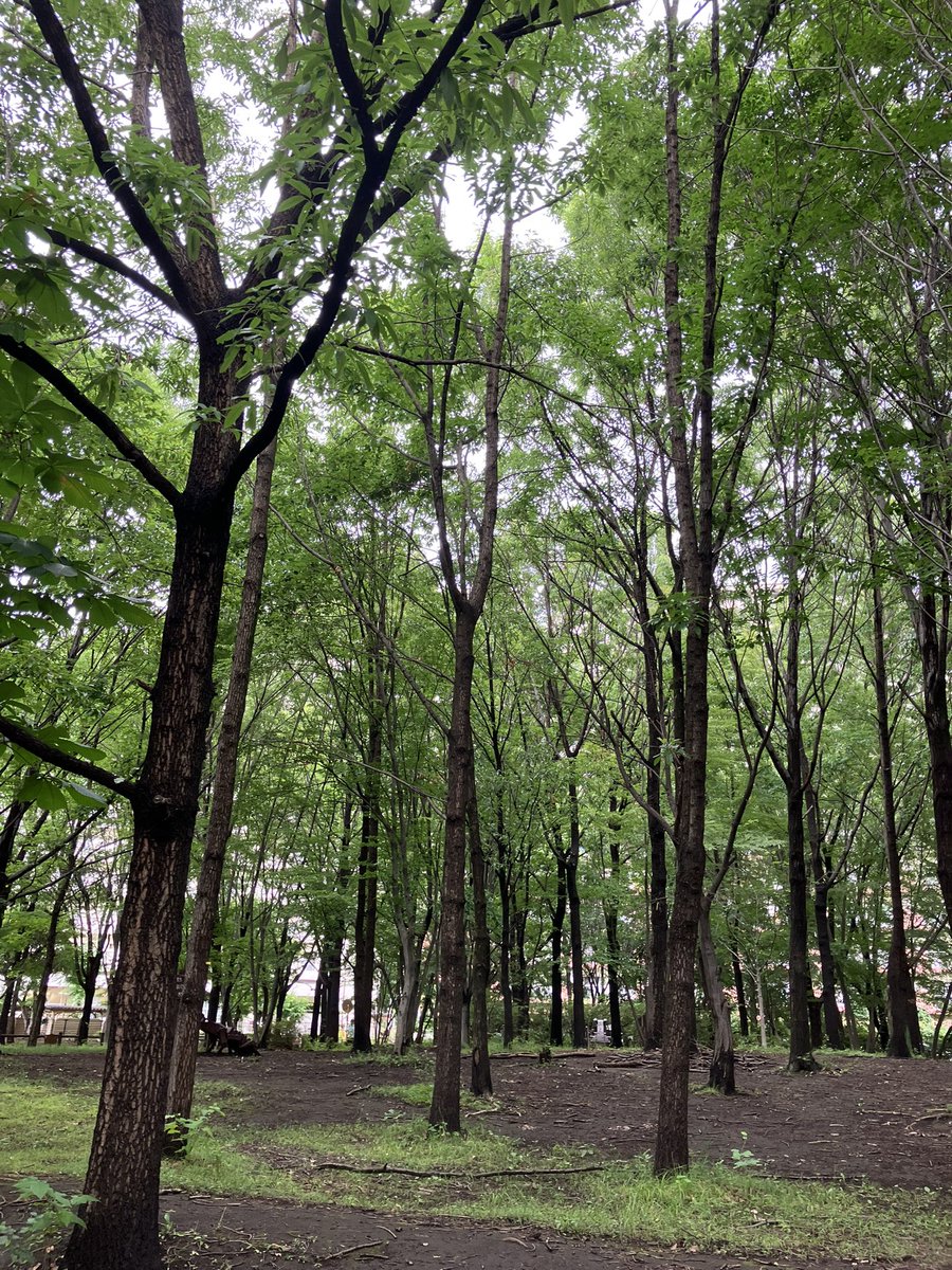 EmeraldKeiko's tweet photo. 小雨でしたがご近所の公園を朝散歩🚶‍♀️
緑の小道は沢山の花達と出会えて気持ちが和みました。カラスさんもいつもよりちょっぴり可愛く見えたりして😗
木々達も夏の猛暑に備えて自然の恵みをたっぷり吸い上げているいる音が聞こえきそう😙 https://t.co/iJZujlhQs4