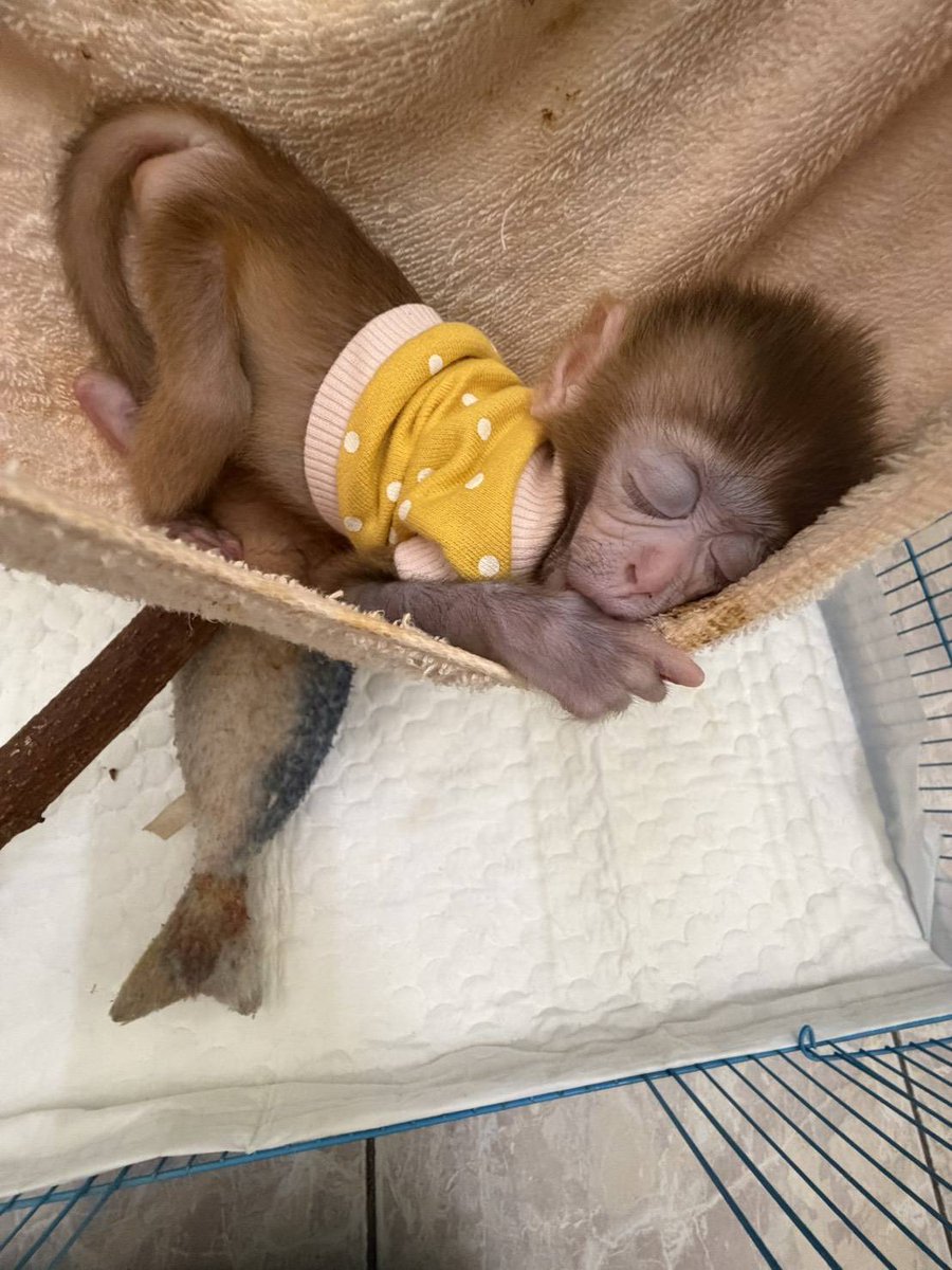 pr_prdnp's tweet photo. 🌸 ยินดีต้อนรับ "น้องมะลิ" 🐒 (หรือ ด.ญ.เฮงเฮง) ลิงกังน้อยตาแป๋ว สมาชิกใหม่สถานีเพาะเลี้ยงสัตว์ป่าห้วยขาแข้ง ✨​ใครโดนตกมารวมกันตรงนี้ 🙌 
🍼 สนับสนุนค่านม/อาหาร ทักเพจ: สถานีเพาะเลี้ยงสัตว์ป่าห้วยขาแข้ง ได้เลยค่ะ
​#ลิงกัง #กรมอุทยานแห่งชาติ https://t.co/oio75W4sHM