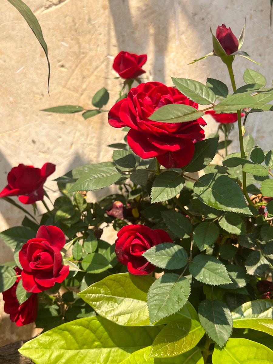 Anne_7op's tweet photo. A red rose shines brightest when it blooms in its own time. Captured this beautiful reminder in the garden today. https://t.co/RBth4rSrdi