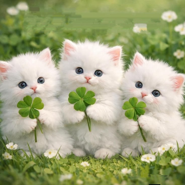 linlin0801911's tweet photo. วันศุกร์แล้ว ขอให้ทุกคนโชคดี นะฮัฟฟ🍀🍀🍀 https://t.co/dvbZbBP1sz