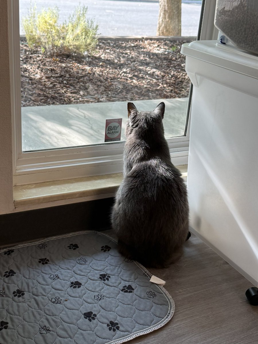 feederofcats's tweet photo. cats today https://t.co/5uCNnogGKM