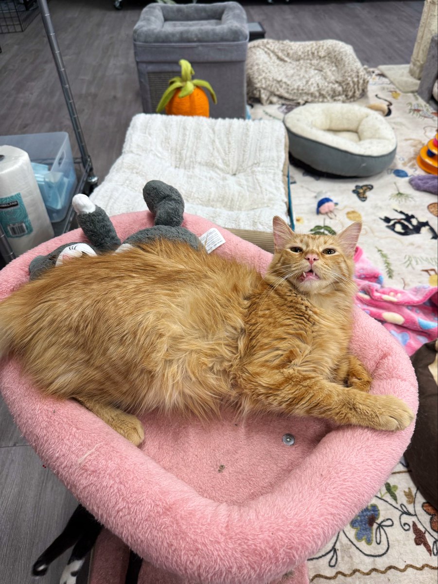 feederofcats's tweet photo. cats today https://t.co/5uCNnogGKM